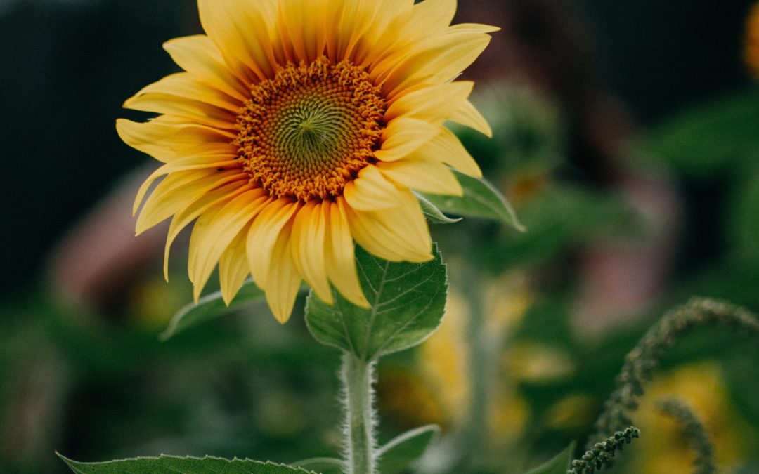 Word of the Week: Sunflower